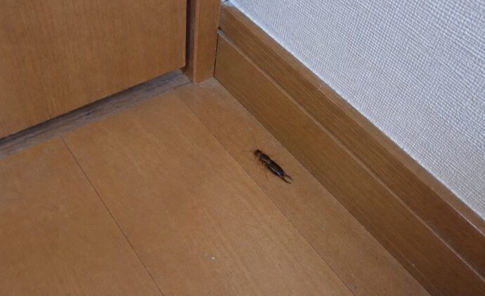 ハサミムシ侵入